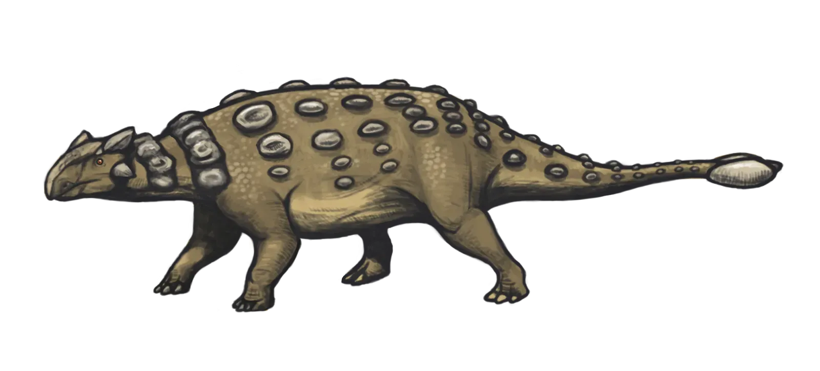 Heavily Armored Tanks: Ankylosaurs and Their Bone-Plated Bodies (By Emily Willoughby (e.deinonychus@gmail.com, http://emilywilloughby.com), CC BY-SA 3.0)