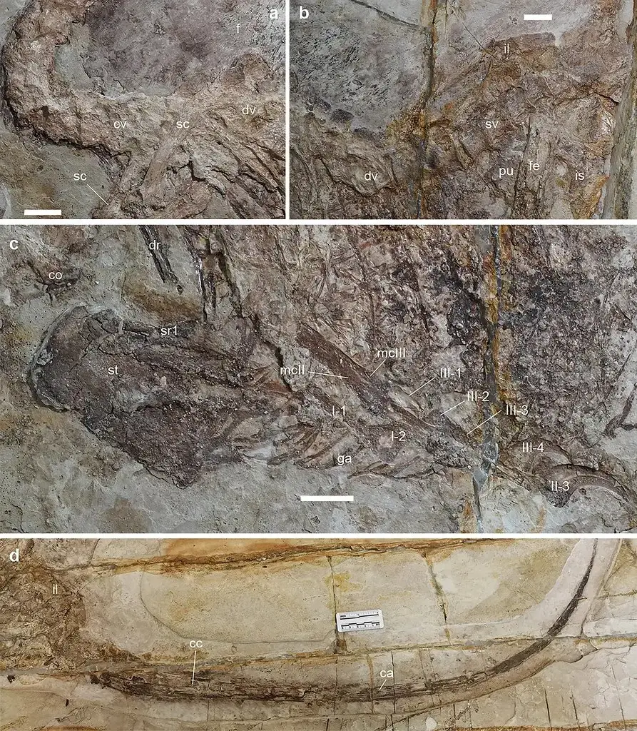 Preserved Blood Vessels and the Molecular Frontier (Wretch Fossil, Flickr, CC BY 2.0)