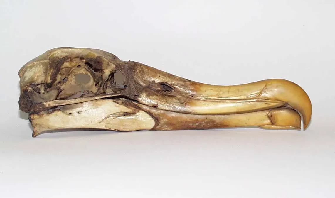 #8 - Kinetic Skulls Showed Dinosaur Bites Were More Bird-Like Than Crocodilian (CC BY-SA 3.0)