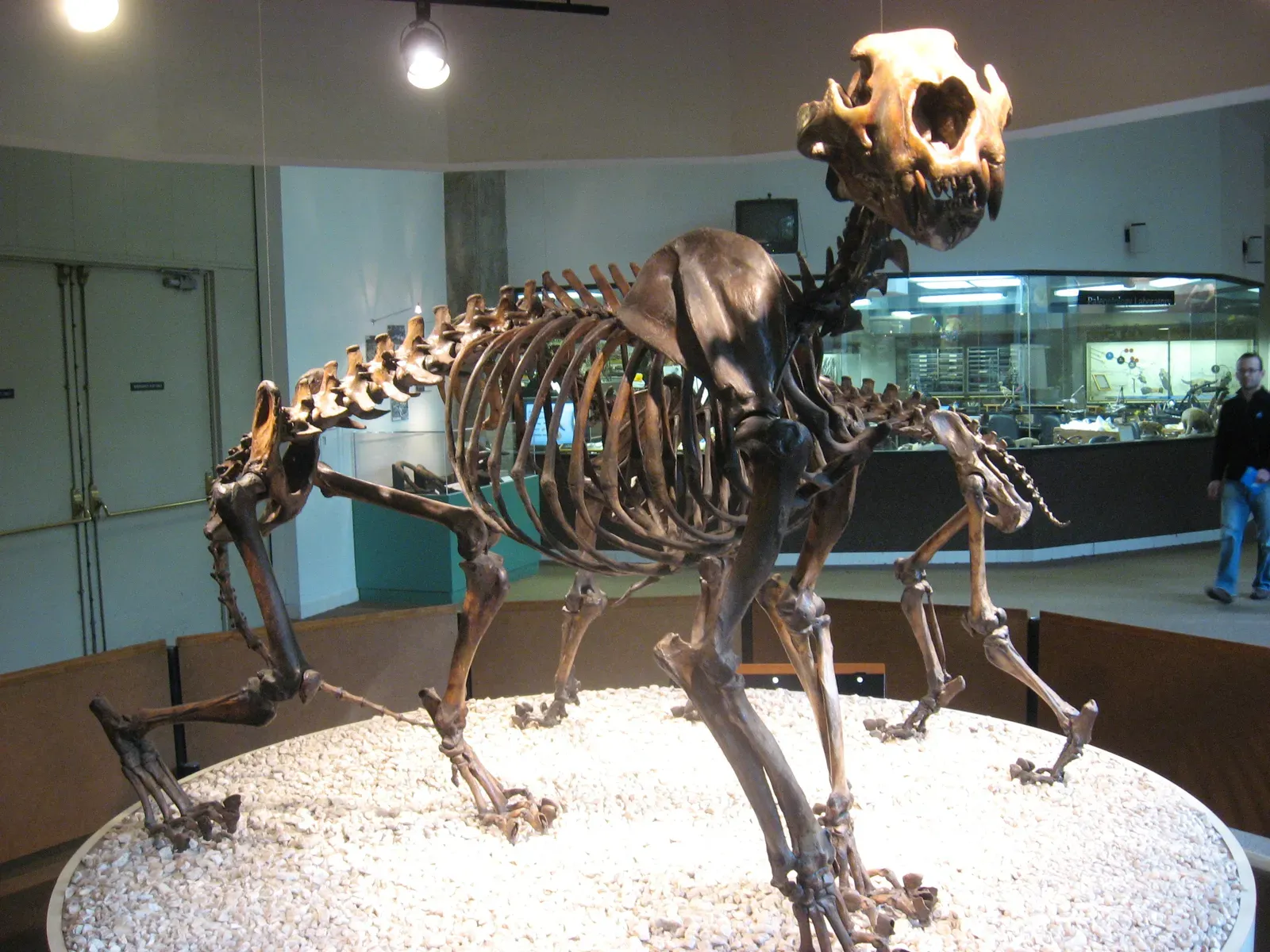 #6 - The American Lion That Dwarfed Africa's Kings (La Brea Tar Pits 2009Uploaded by FunkMonk, CC BY-SA 2.0)
