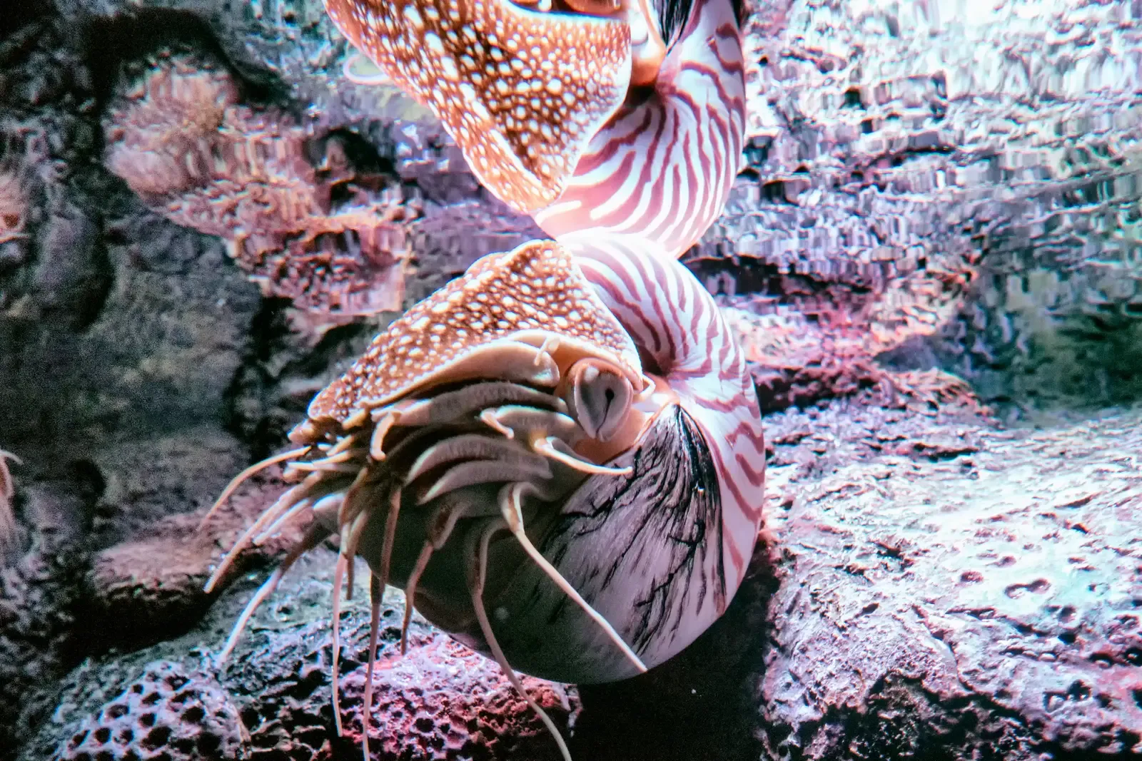 What the Nautilus Teaches Us About Evolution and Ourselves (Nautilis Reflected Above, CC BY-SA 2.0)