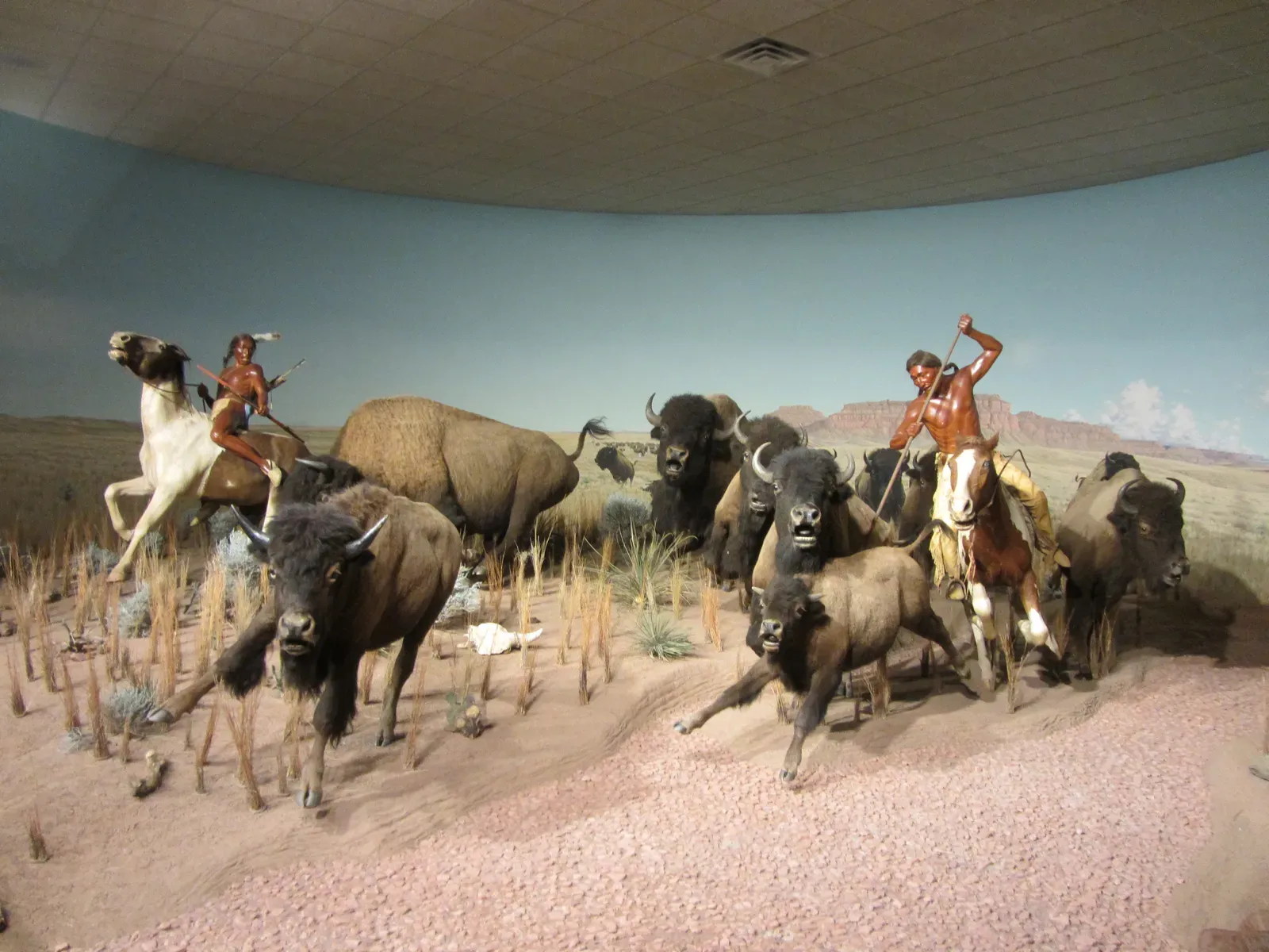 #3 - Thousands of Years of Intensive Human Hunting (Bison Hunt, CC BY-SA 2.0)