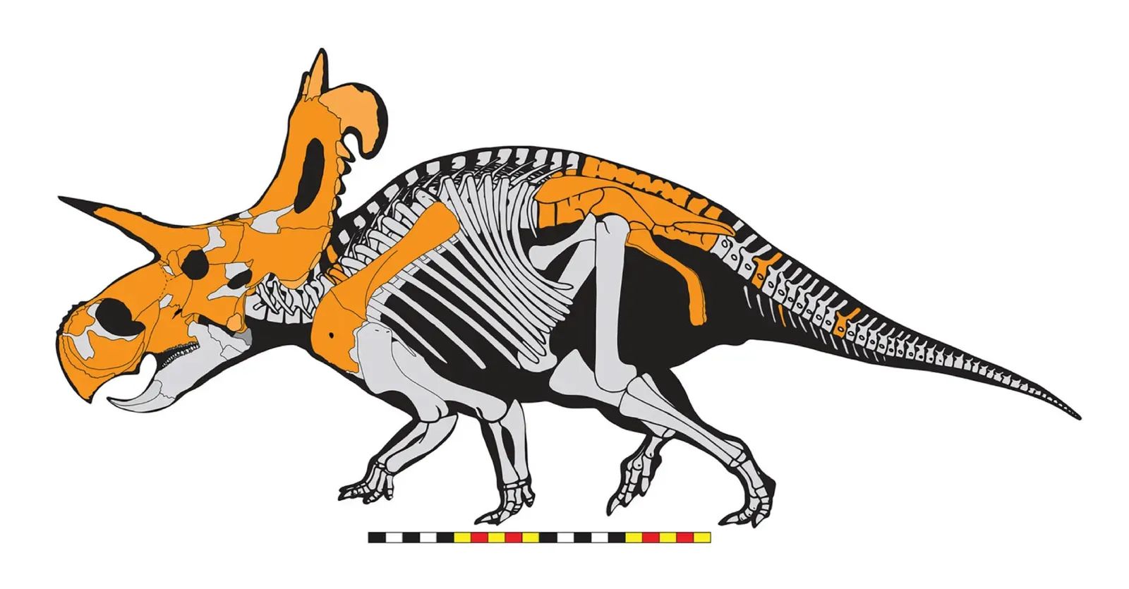 The Horned Giant With Blade-Like Frill Spikes (Image Credits: Wikimedia)