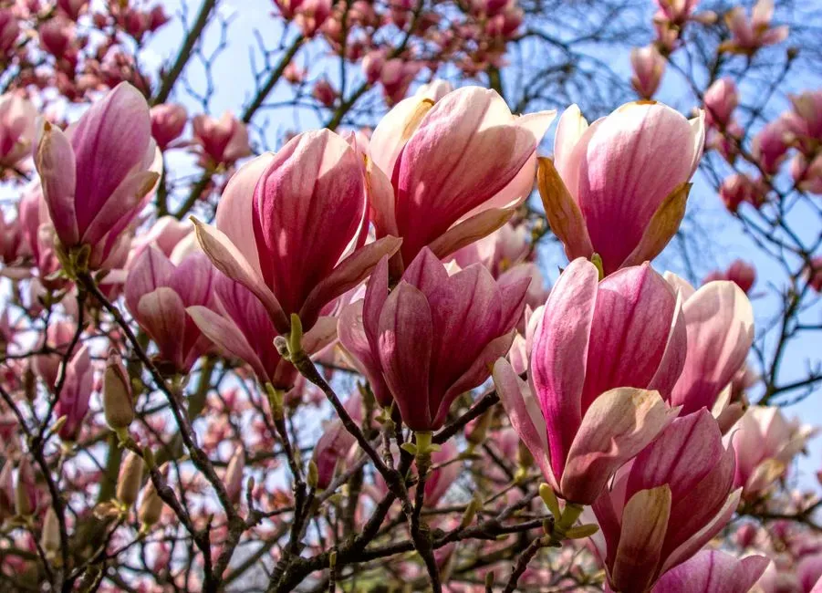 8. Magnolias: Flowering Plants with Ancient Roots (Image Credits: Pexels)