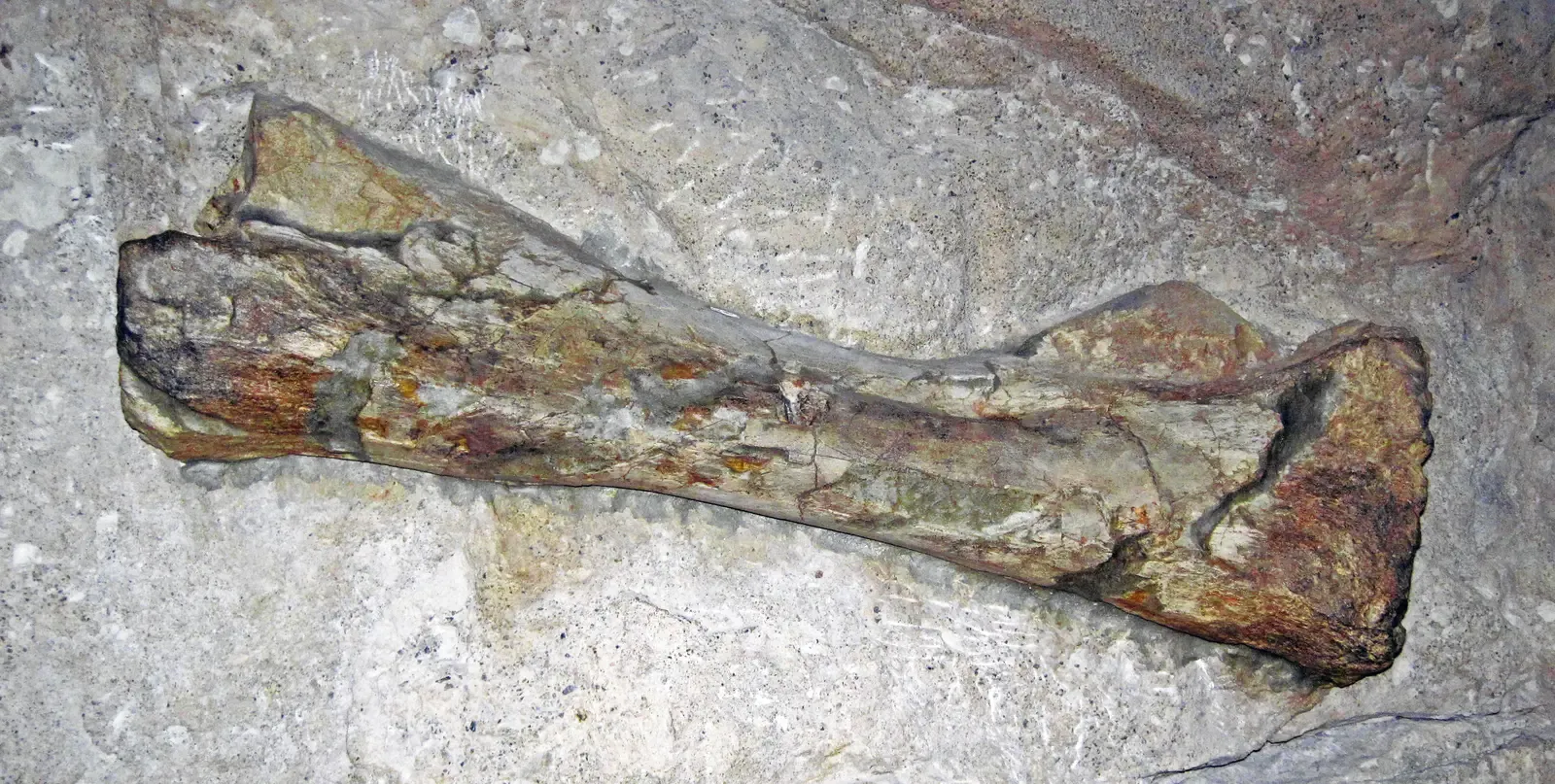 #12 - The Sauropod Leg That Sat Fully Cataloged and Still Nameless (Diplodocus sp. (sauropod dinosaur leg bone) (Morrison Formation, Upper Jurassic; Carnegie Quarry, Dinosaur National Monument, Utah, USA) 3, CC BY 2.0)