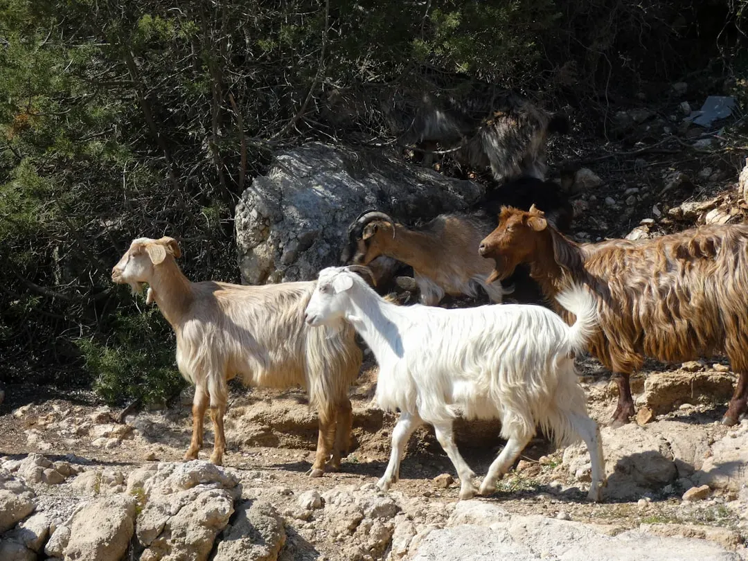 Your Best Matches Are Tigers, Dogs, and Goats (Image Credits: Unsplash)