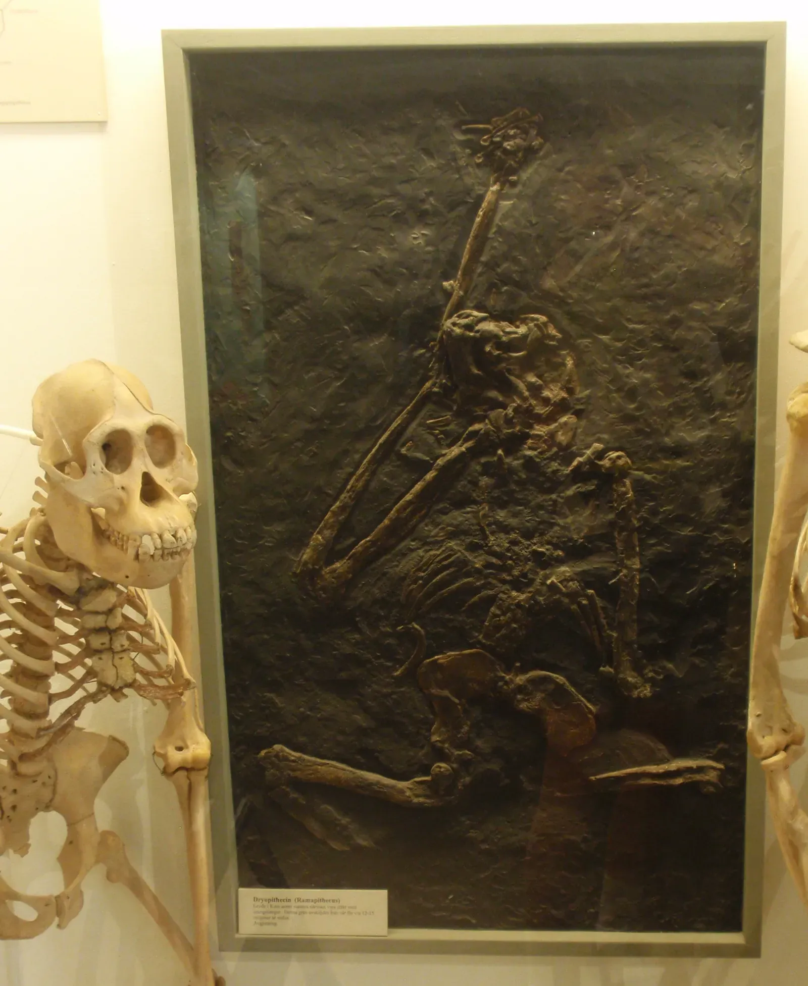 #15 - Ramapithecus Lost Its Human Ticket Entirely (By Conty, CC BY 3.0)