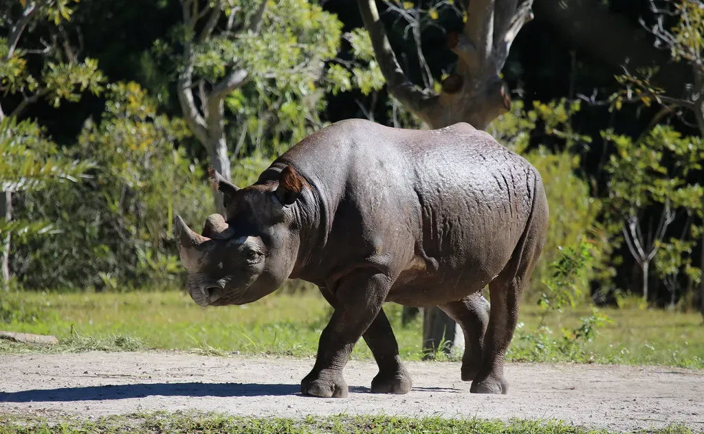#4 - The West African Black Rhino (cuatrok77, Flickr, CC BY-SA 2.0)