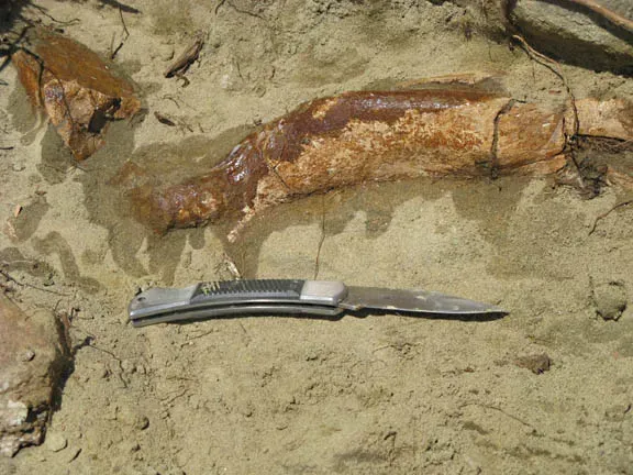 Romania's Dense Bone Trap Reveals Unexpected Diversity (Image Credits: Wikimedia)