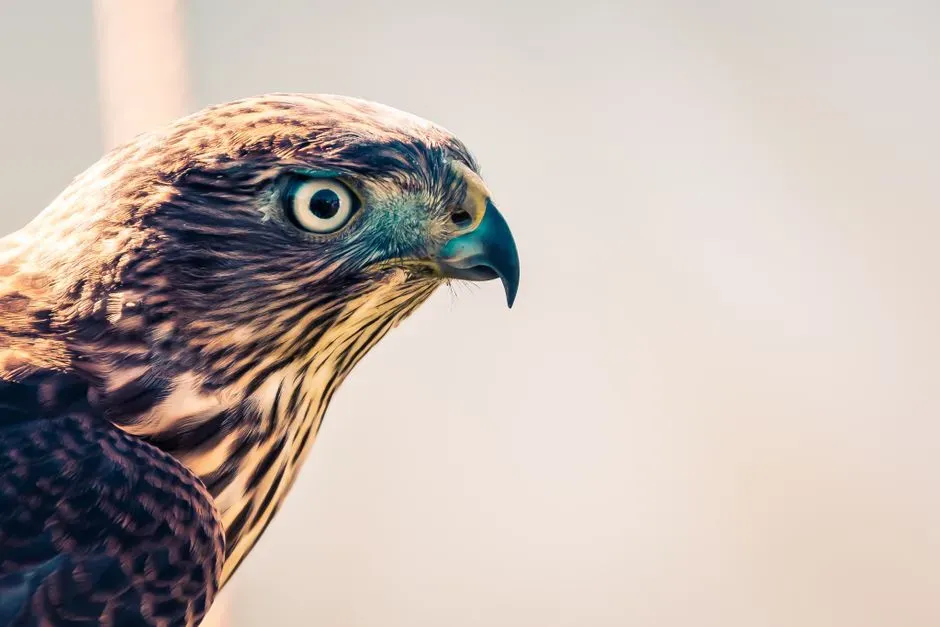 #3 Color Ranges and Light Patterns Beyond Human Vision (Image Credits: Pexels)