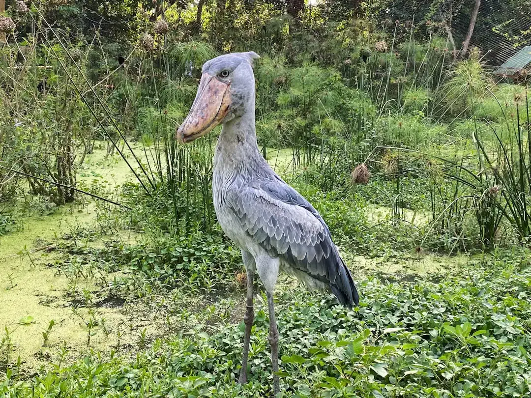 #2 - The Line Between "Dinosaur" and "Bird" Is Blurrier Than You Think (Image Credits: Unsplash)