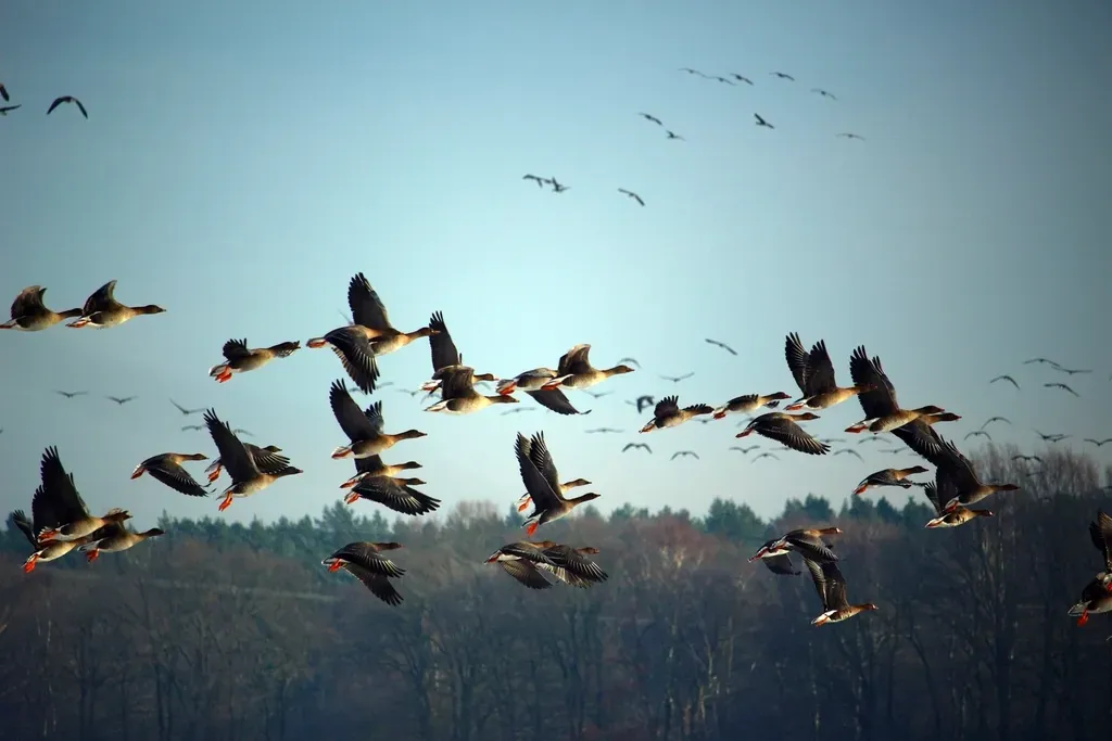 Birds: Living Dinosaurs Still Under the Zodiac (Image Credits: Rawpixel)