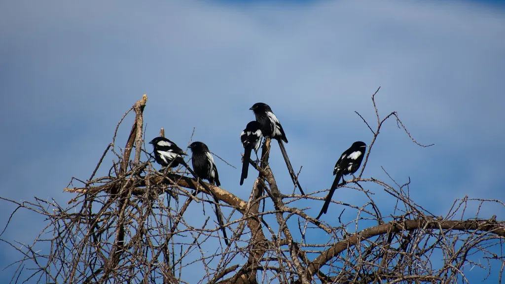 What Birds Tell Us About Their Dinosaur Ancestors (philkates, Flickr, CC BY-SA 2.0)