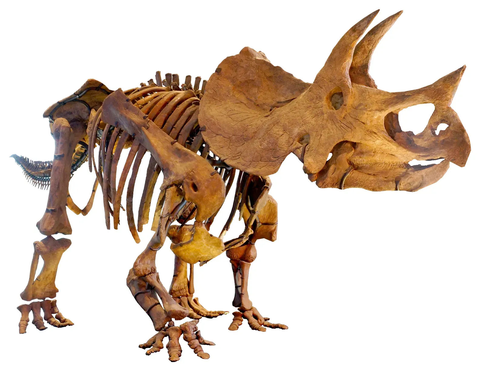 Turning the Head into a Living Shield and Spear (File:LA-Triceratops mount-1.jpg (by Allie_Caulfield ), CC BY-SA 3.0)