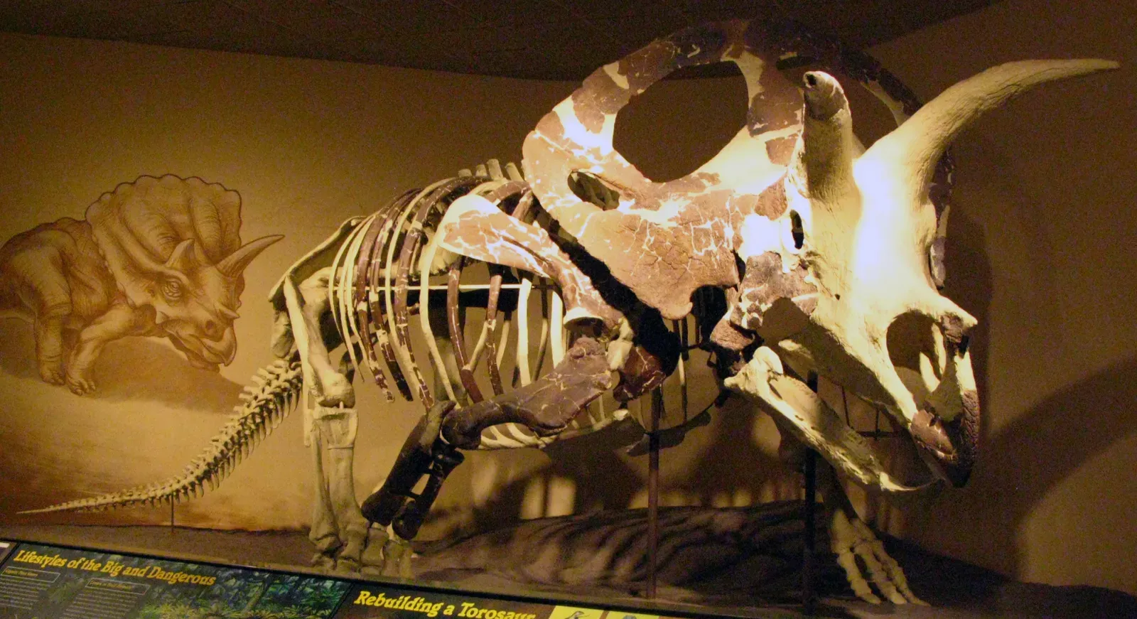 An Earlier Heavyweight: Eotriceratops as a Pioneering Titan (DinosaursUploaded by FunkMonk, CC BY-SA 2.0)