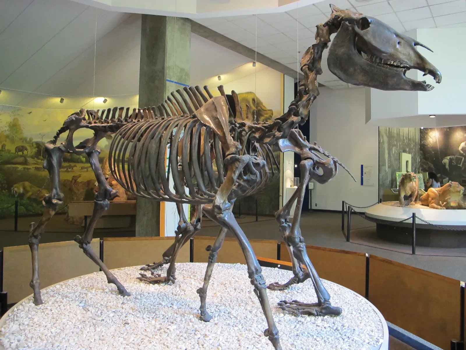 #19 - Horses and Camels Turning Up Where the Map Says They Shouldn't (Ancient HorsesUploaded by FunkMonk, CC BY 2.0)
