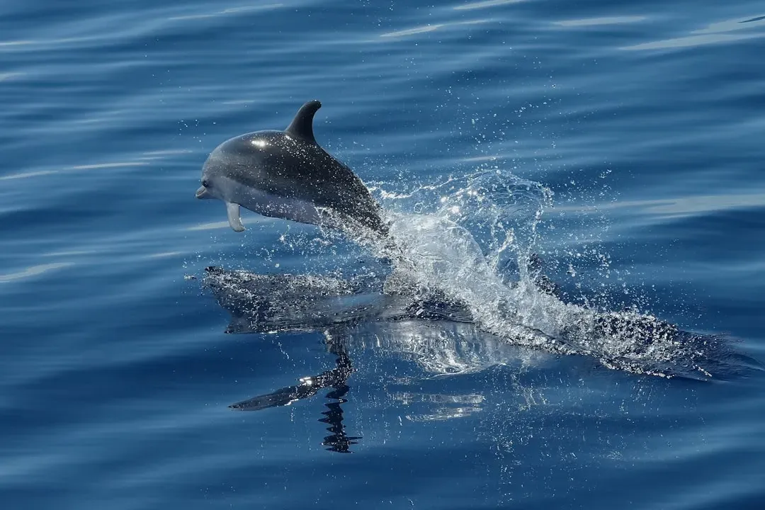 Aquarius – The Visionary Dolphin (Image Credits: Unsplash)