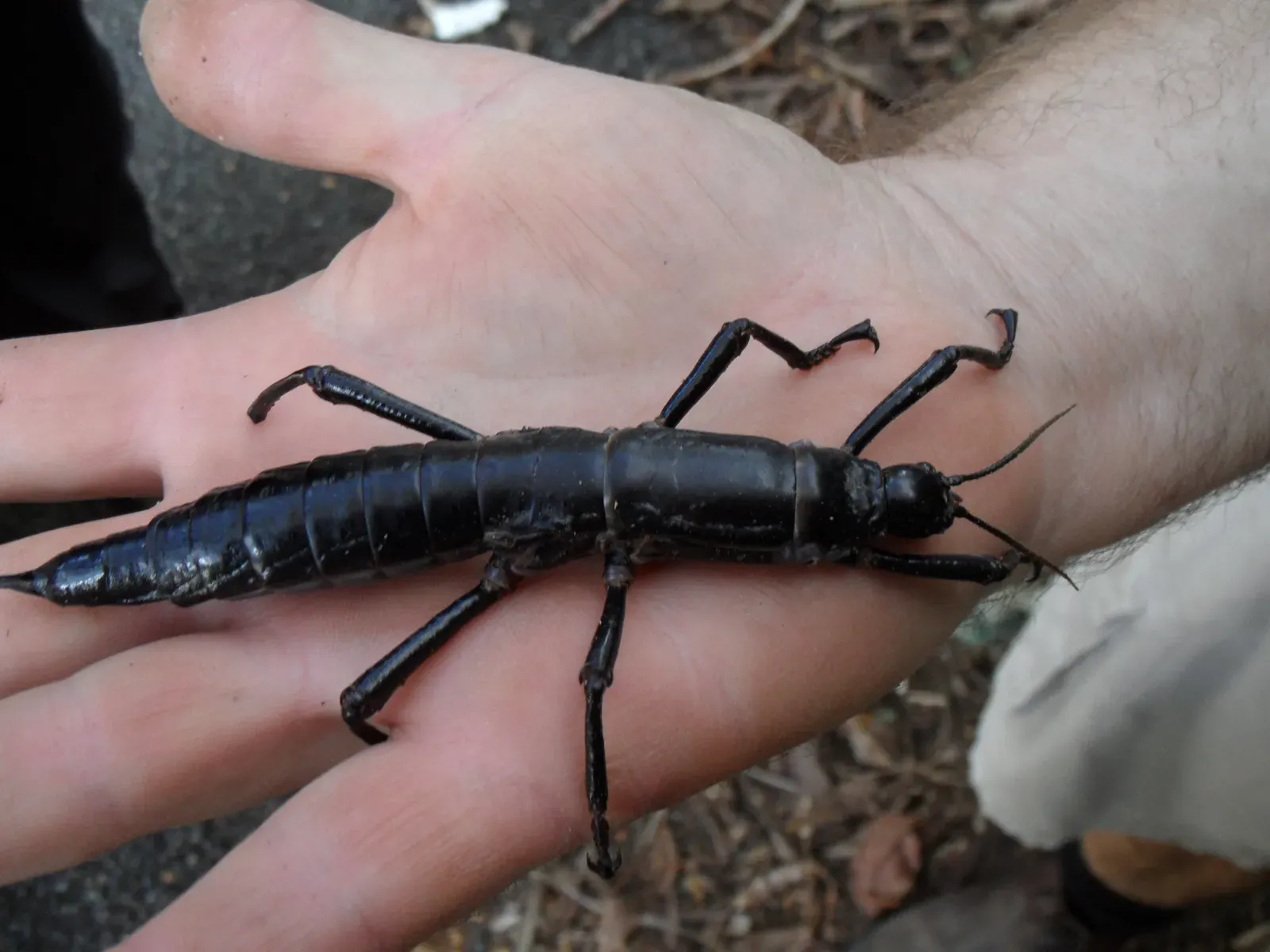 Lord Howe Island Stick Insect – The Tree Lobster’s Cliffside Comeback (By Granitethighs, CC BY-SA 3.0)