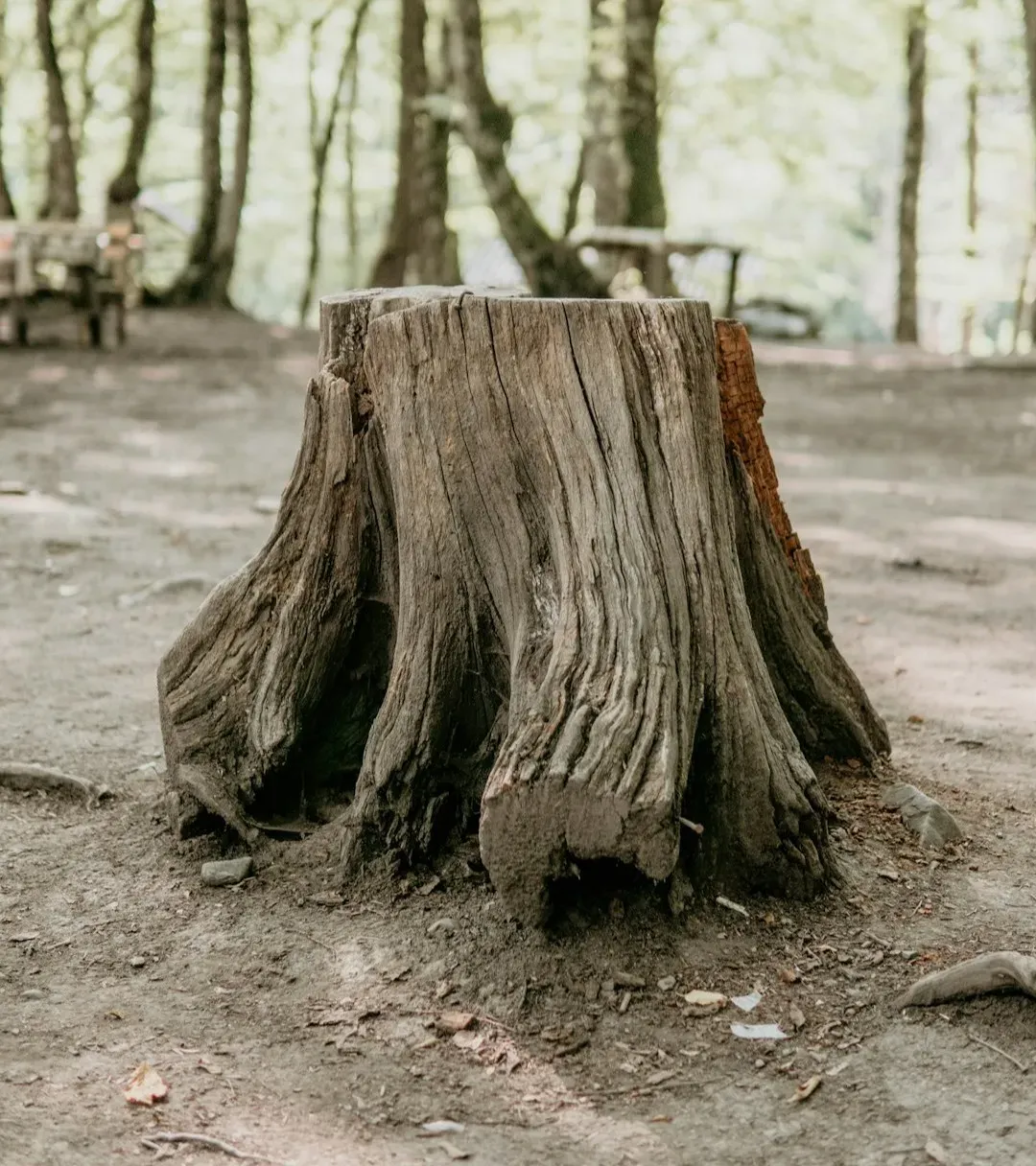 The Bottom Line (Image Credits: Unsplash)