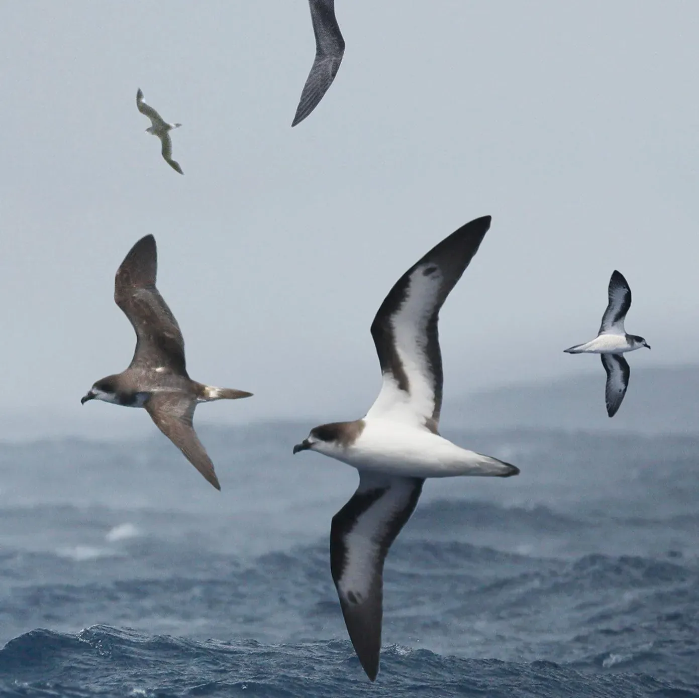 #10 - The Bermuda Petrel: The Seabird That Hid for 300 Years (Image Credits: Wikimedia)