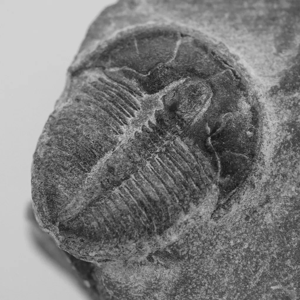 10. Trilobites: The Ancient Arthropods That Mapped Geological Time (orangeaurochs, Flickr, CC BY 2.0)