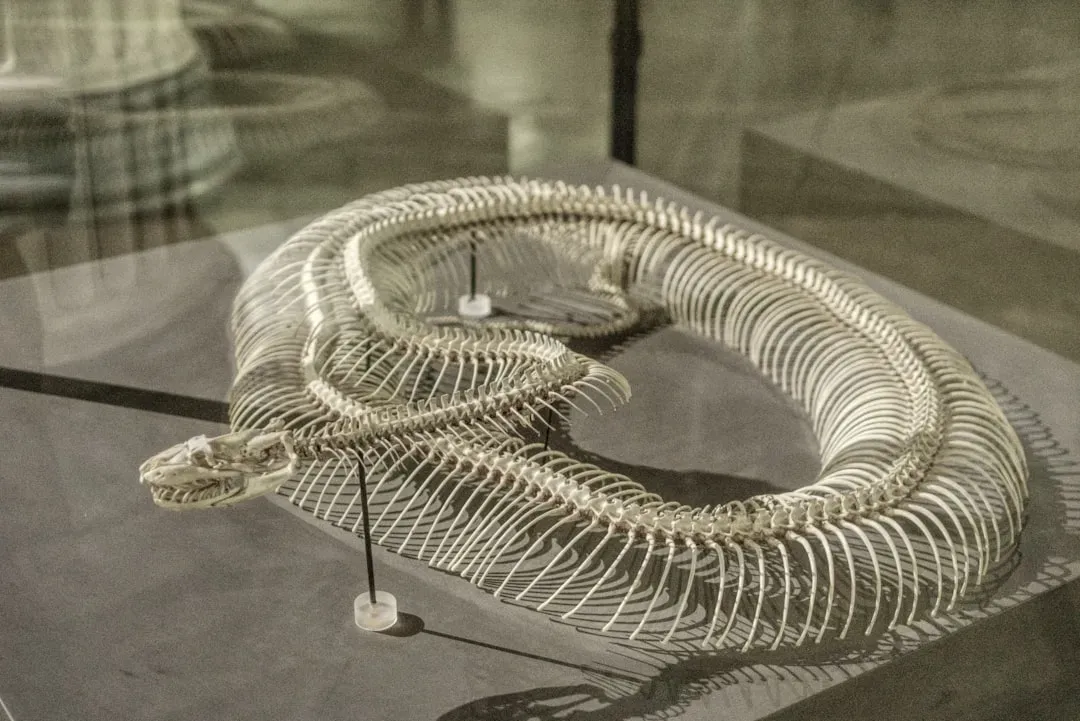 #9 - The "Sea Serpents" Fashioned From Whale Jaws and Vertebrae (Image Credits: Unsplash)