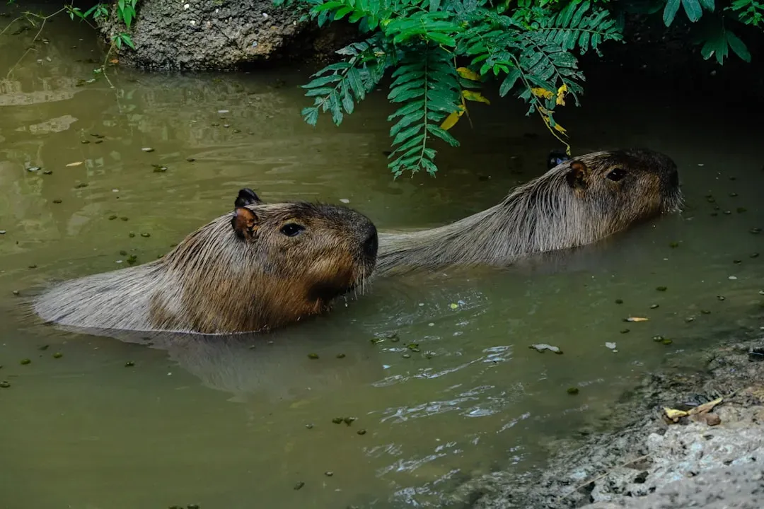 Taurus: Mr. and Mrs. Beaver (Image Credits: Unsplash)