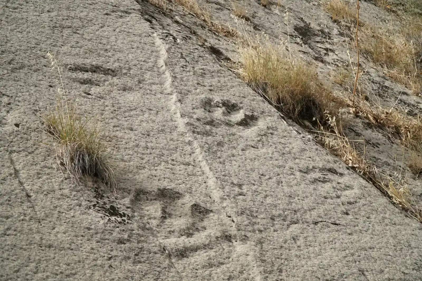 What Footprints and Trackways Actually Tell You (By Adam Harangozó, CC BY-SA 4.0)