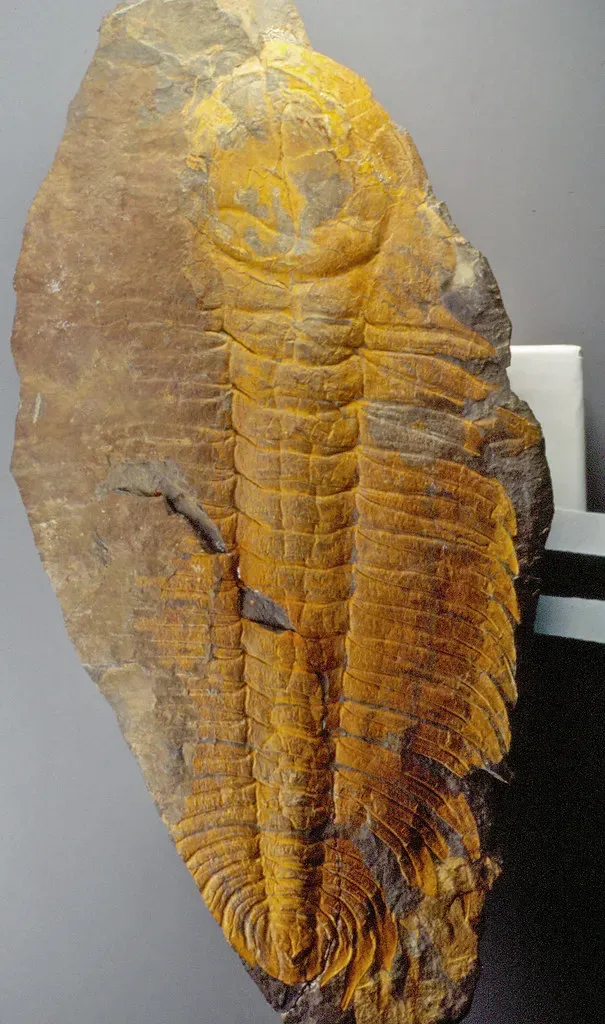 The Cambrian Explosion: When Life Erupted at the Canyon (James St. John, Flickr, CC BY 2.0)