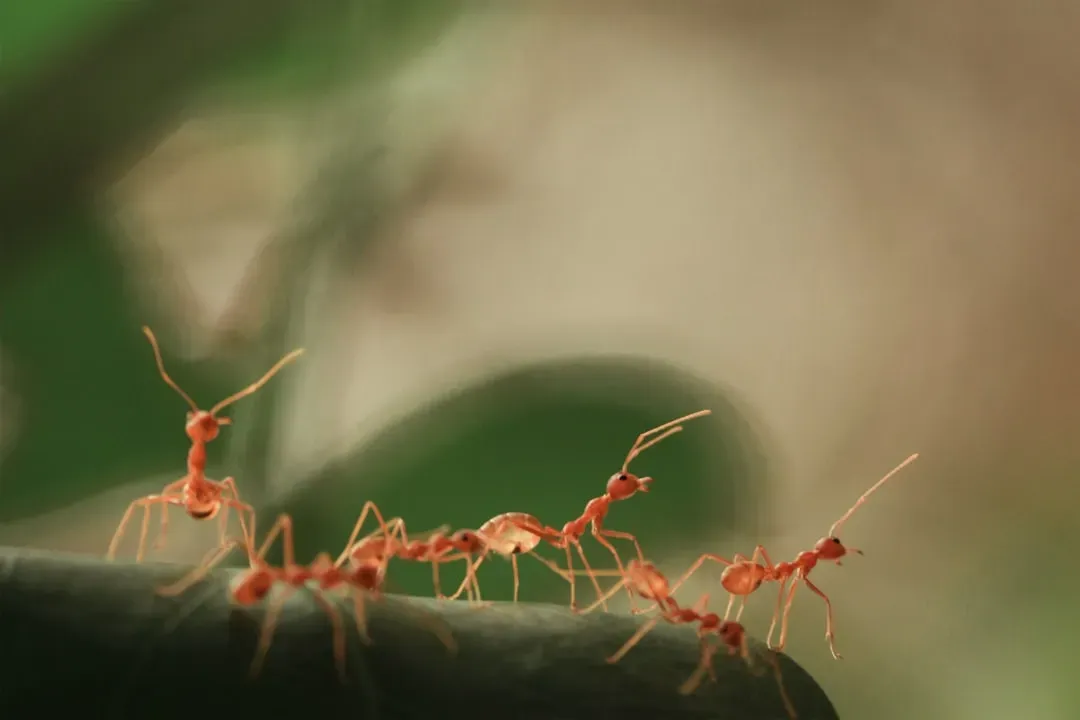 #11 - Ants Have Zero Individual Intelligence, Just Pheromone Robots (Image Credits: Unsplash)