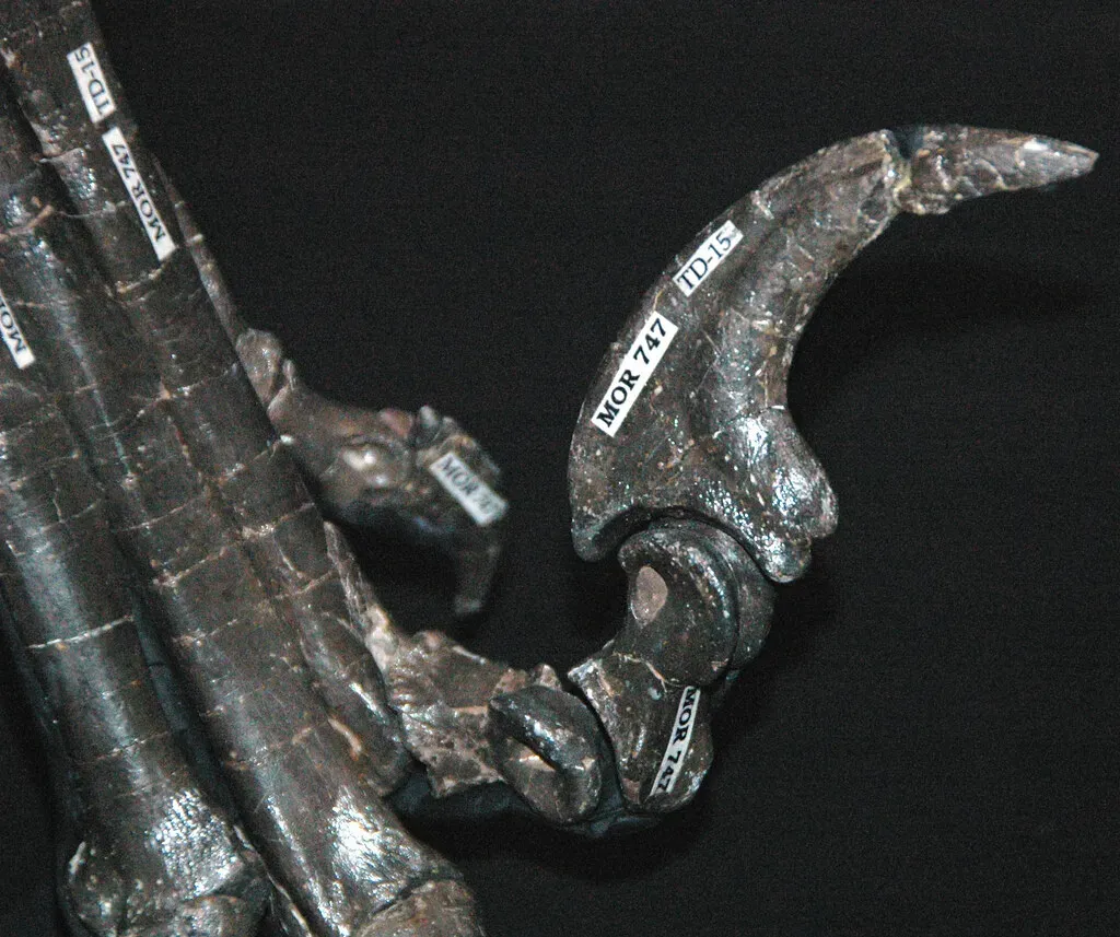 2. Its Killing Claw Was Like A Biological Switchblade (James St. John, Flickr, CC BY 2.0)