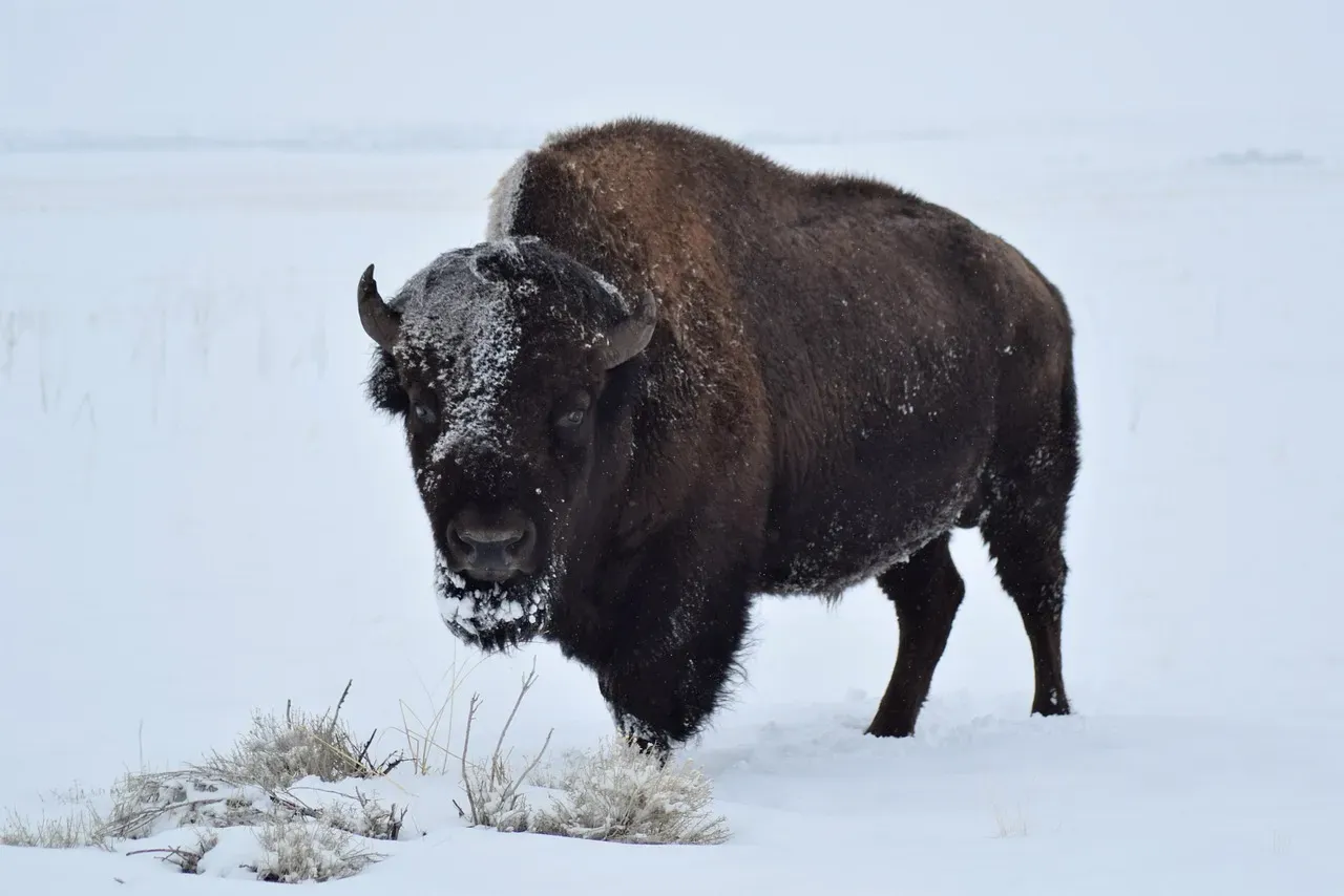 8. The American Bison's Built-In Weather Armor (Image Credits: Pixabay)