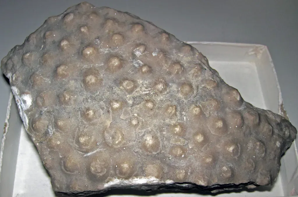 #10 - The Mid-Cretaceous Reef Crash with No Single Culprit (James St. John, Flickr, CC BY 2.0)