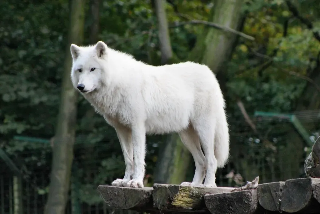 #11 - Wolves Aren't One Animal, They're Basically 38 Different Ones (Image Credits: Rawpixel)