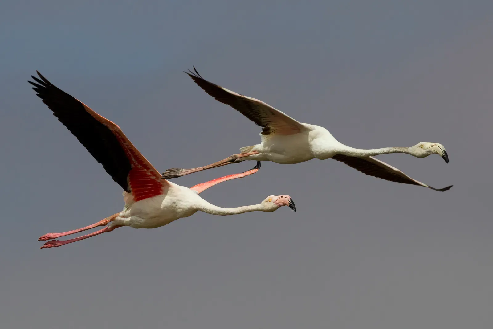 2. Birds: The Only Dinosaurs That Made It (By Yathin S Krishnappa, CC BY-SA 3.0)