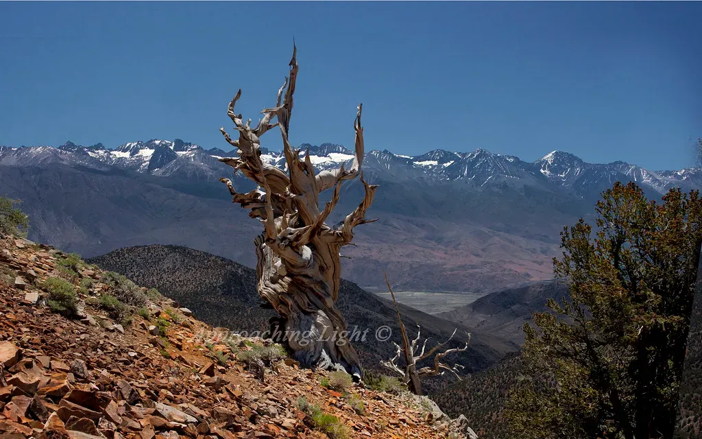 Why This One Tree Captures Our Imagination So Strongly (ApproachingLight, Flickr, CC BY 2.0)