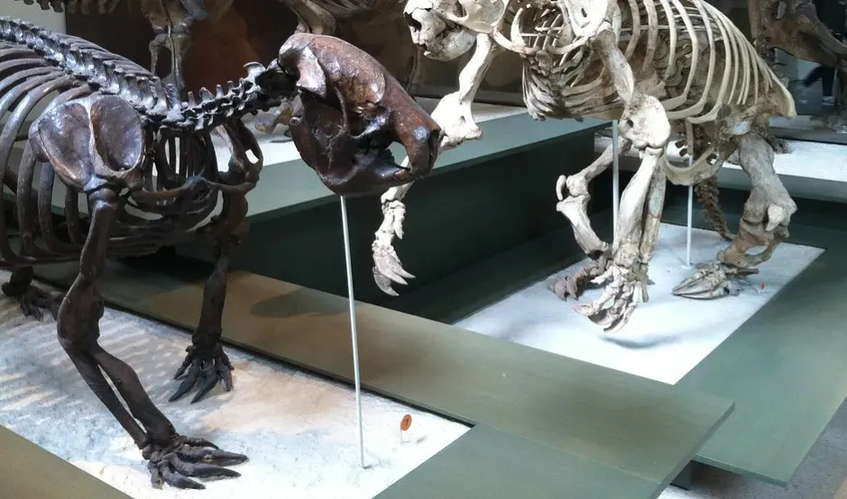 #11 - Those Claws Weren't Just for Eating (Image Credits: Flickr)