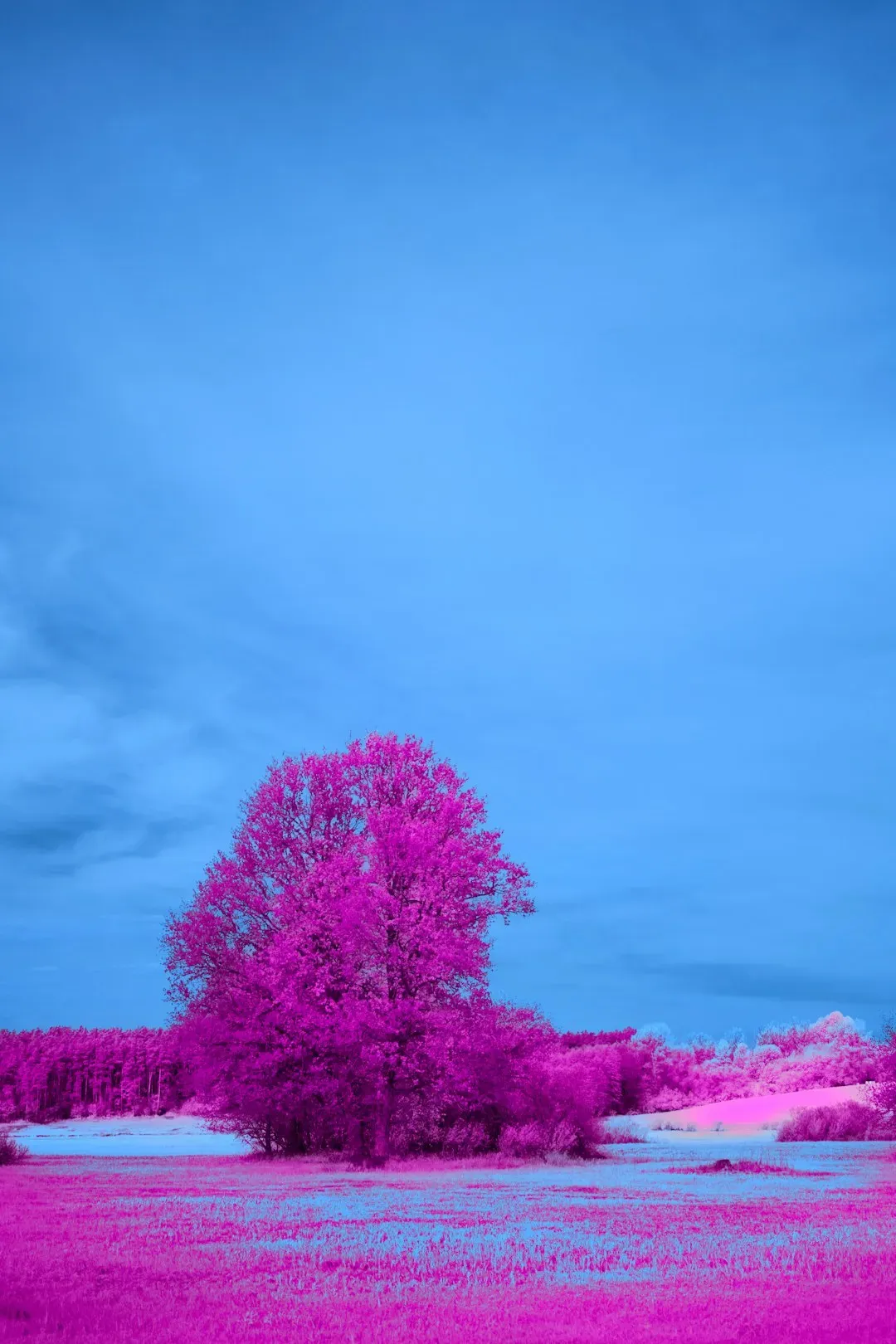 Pink and Blue Harmony: Libra's Balanced Beauty (Image Credits: Unsplash)