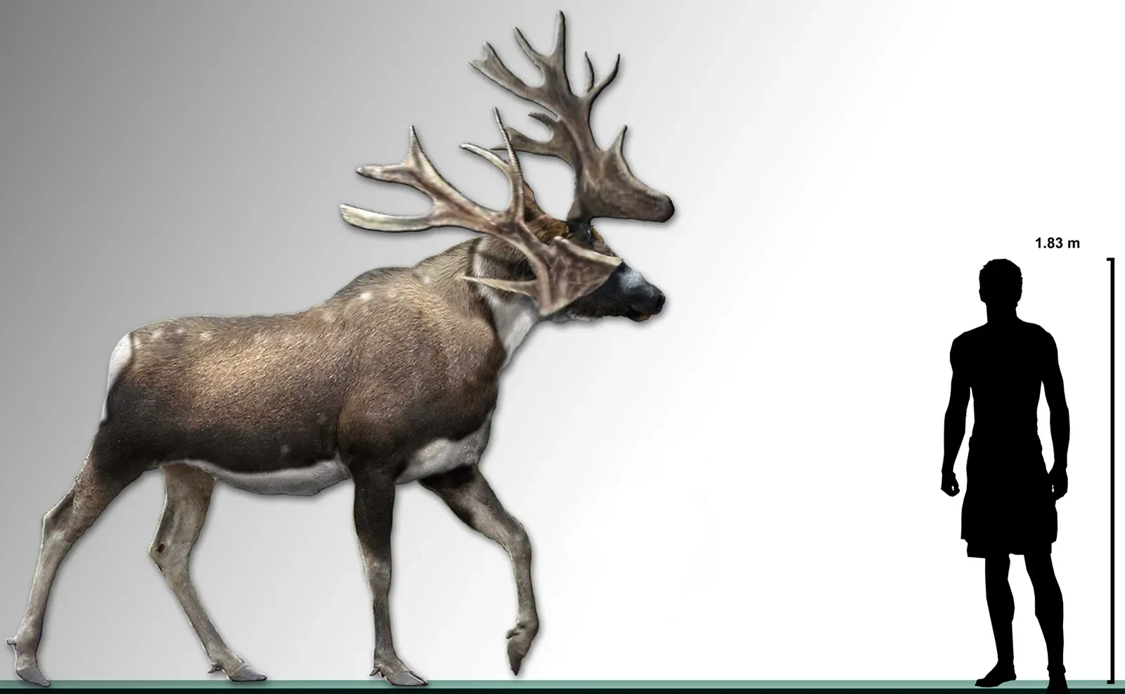 Stag-Moose: The Hybrid That Never Was (Image Credits: Wikimedia)