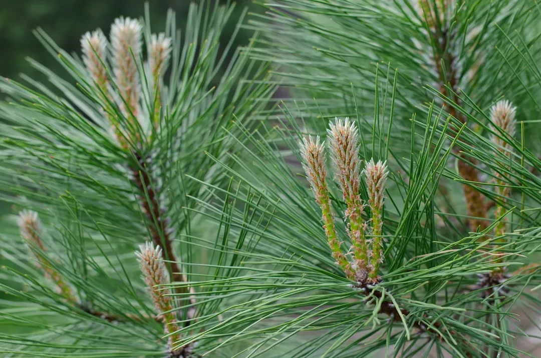 Eastern White Pine: A Prehistoric Lineage Behind an Iconic Tree (Image Credits: Unsplash)