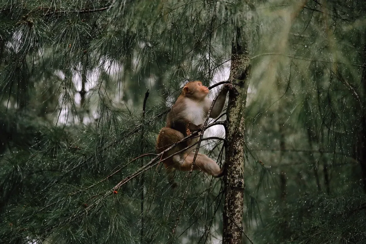 Primate Brains Evolved in Trees Where One Misstep Was Game Over (Image Credits: Pixabay)
