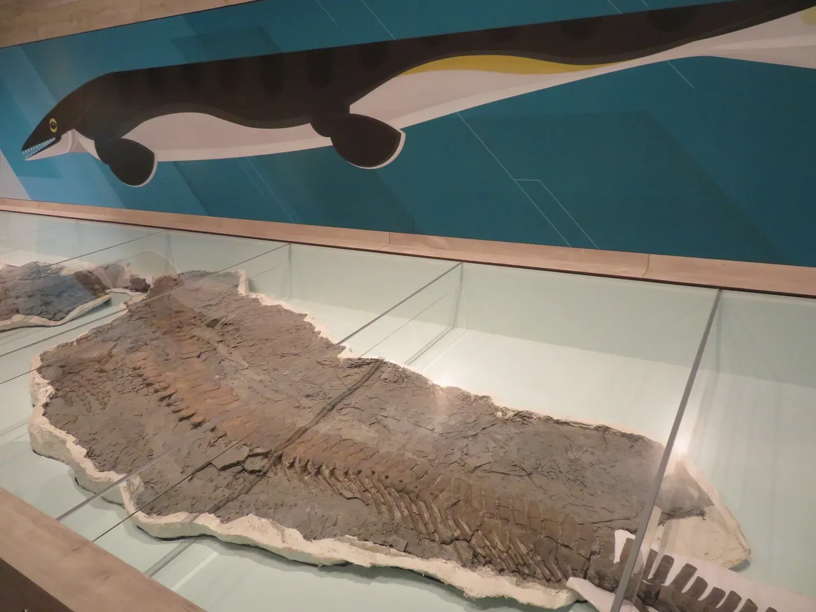 From Land Lizard to Ocean Hunter: How Mosasaurs Evolved (By Alan & Flora Botting, CC BY-SA 2.0)