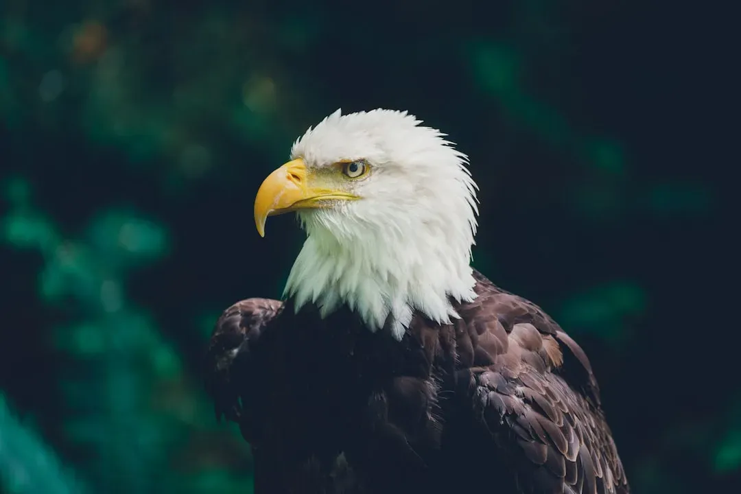 #9 - A 340-Degree Field of View Without Moving the Head (Image Credits: Unsplash)