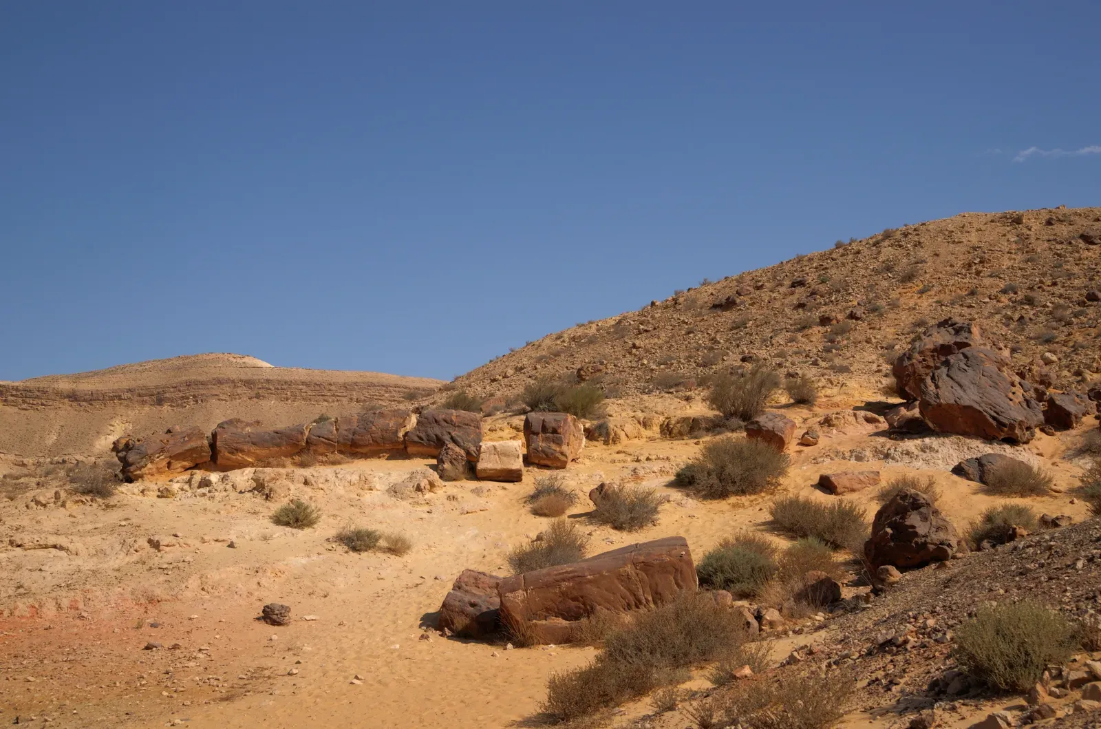 Ancient Forests as Climate Archives for Tomorrow's Science (By Mboesch, CC BY-SA 4.0)