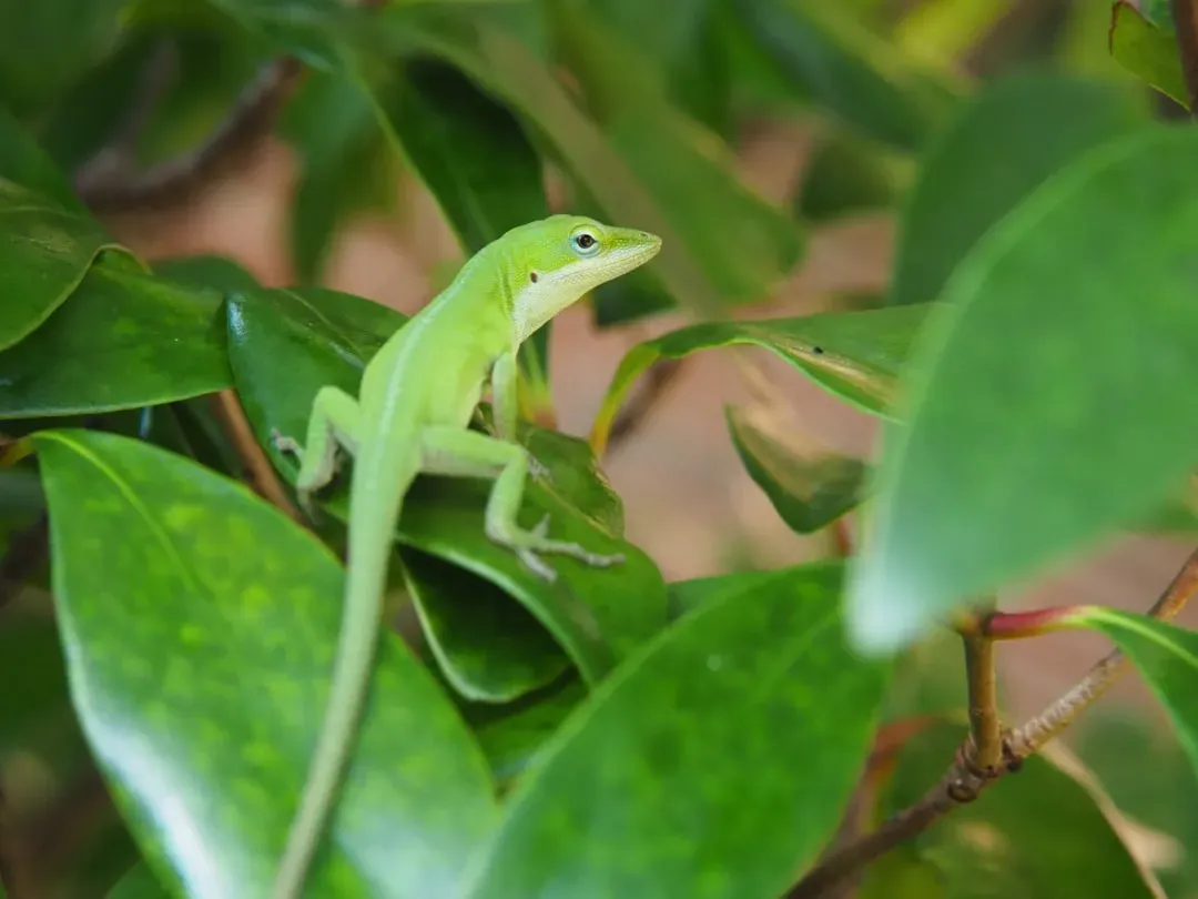 The Lizard That Climbed Out of the Forest and Into Evolutionary History (Image Credits: Unsplash)