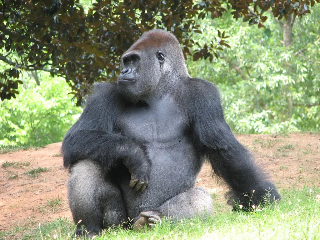 #2 - Koko the Gorilla "Mastered" Sign Language (brokinhrt2, Flickr, CC BY 2.0)