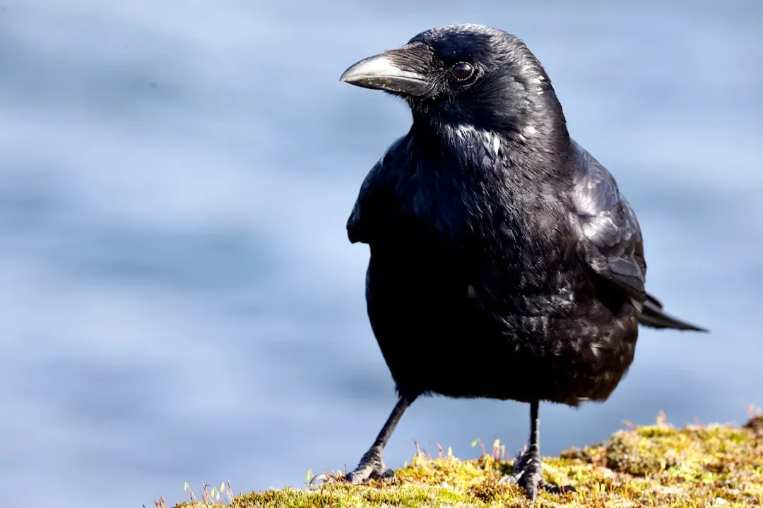 #12 - Birds Are Literally "Bird-Brained" - Incapable of Complex Thought (Image Credits: Unsplash)