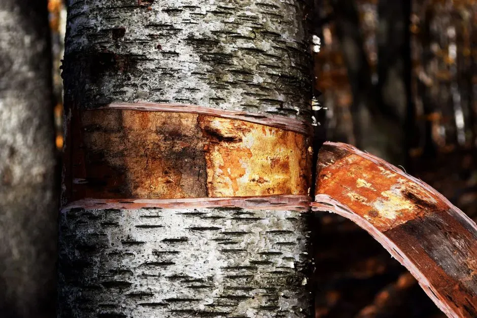 #1 - Birch Bark Tar: The World's First Synthetic Material (Image Credits: Pexels)