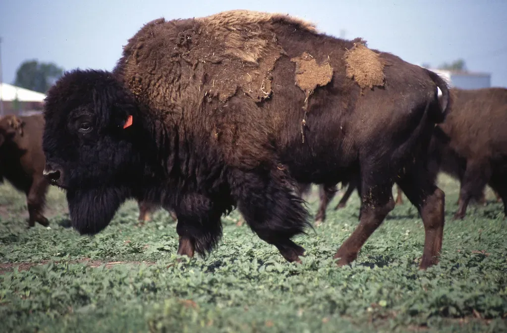 #12 - Cattle Diseases That Infiltrated the Species From the Inside (USDAgov, Flickr, CC BY 2.0)