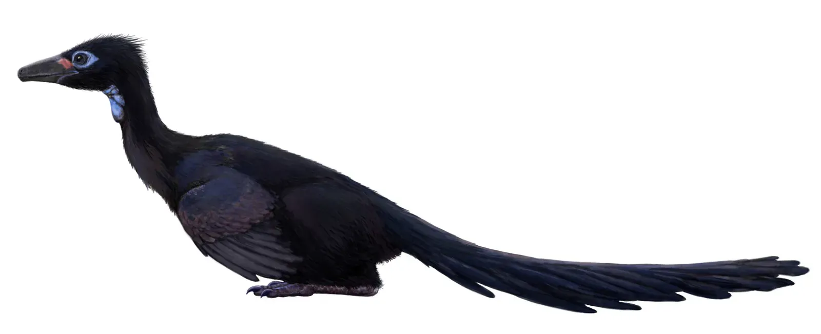 Xixiasaurus: The Small-Brained Puzzle With Needle Teeth (By FunkMonk, CC BY-SA 3.0)